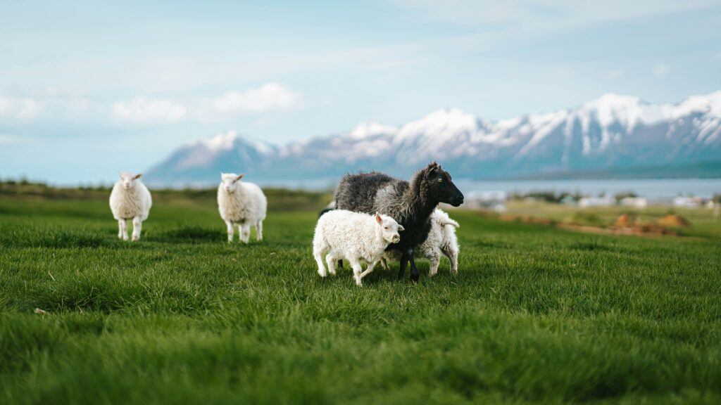 Lord is my shepherd, Pslams 23 
